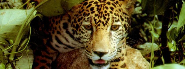 Fauna Silvestre de la Selva Peruana Fauna Silvestre de la Selva Peruana
