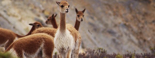 Reserva de Vicuñas Cañon del Colca Reserva de Vicuñas Cañon del Colca